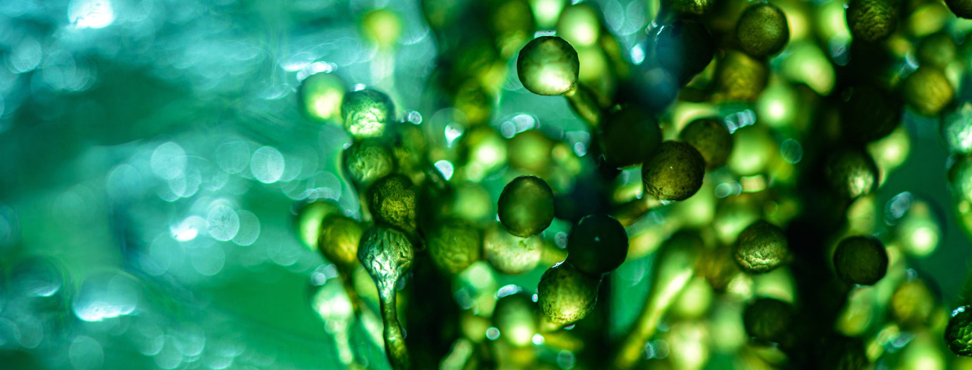 Algae_S_1120_PPT.jpg